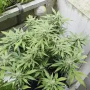 Kieler Woche Grow