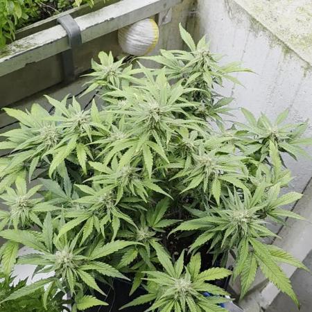 Kieler Woche Grow