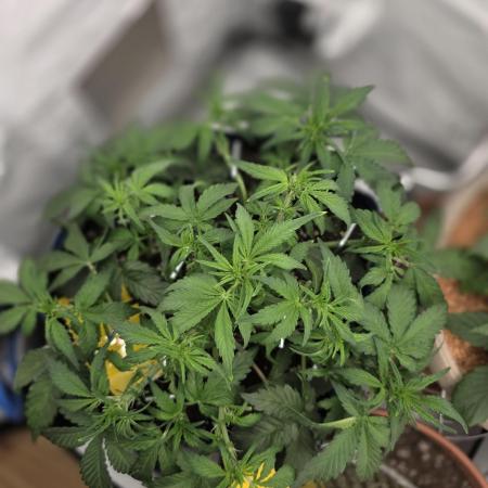 Kieler Woche Grow