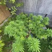 Garden Grow 😏