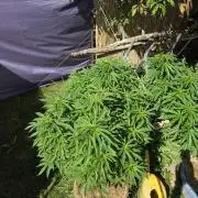 Garden Grow 😏