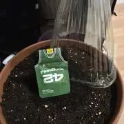 Seaweed #1