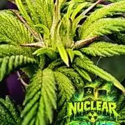 Nuclear Power 1st Solo Run