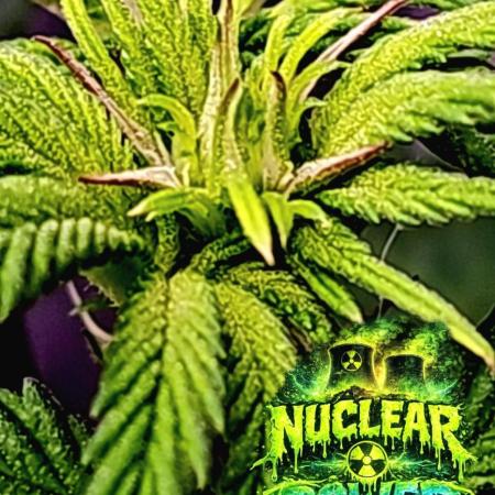 Nuclear Power 1st Solo Run
