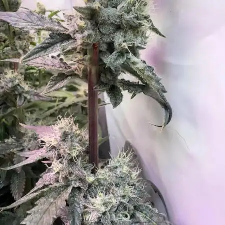 Super boof watergrow rdwc