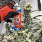 Super boof watergrow rdwc