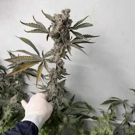 Super boof watergrow rdwc