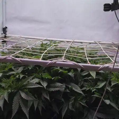 Super boof watergrow