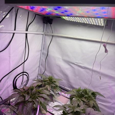 Super boof watergrow