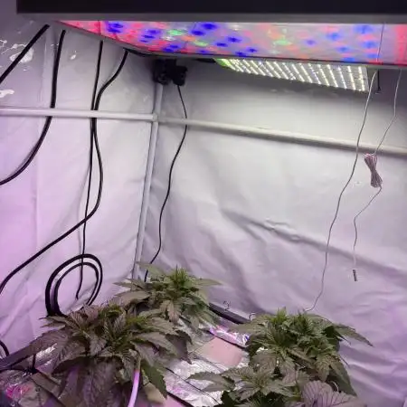 Super boof watergrow