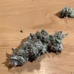 Super boof watergrow rdwc