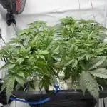 Super boof watergrow