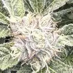 Super boof watergrow rdwc