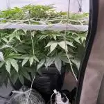 Super boof watergrow