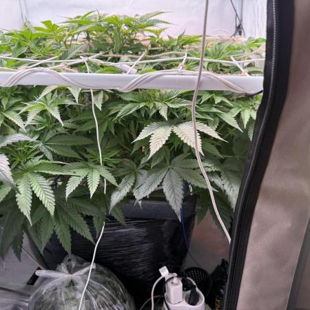 Super boof watergrow