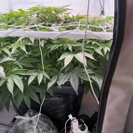 Super boof watergrow