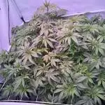 Super boof watergrow