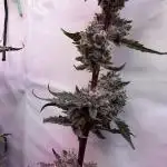 Super boof watergrow rdwc