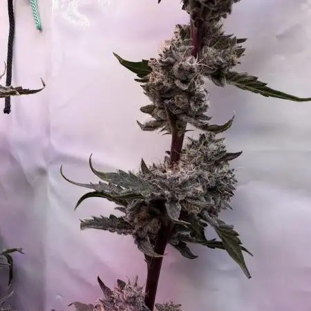 Super boof watergrow rdwc