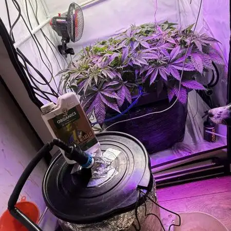 Super boof watergrow