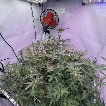 Super boof watergrow