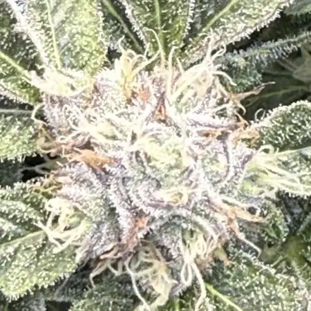 Super boof watergrow rdwc