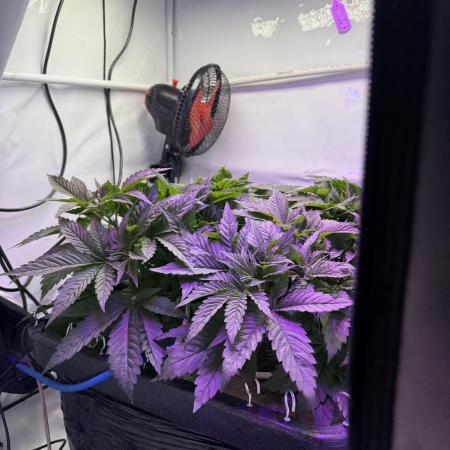 Super boof watergrow