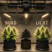 I Nordleuchten I