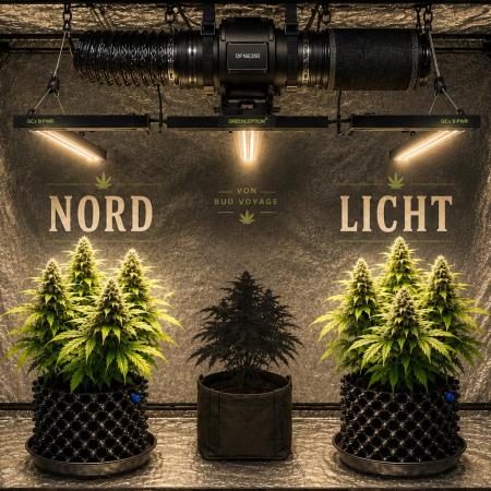I Nordleuchten I