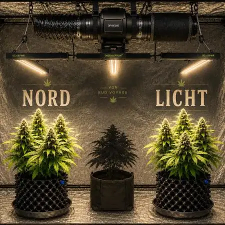 I Nordleuchten I
