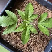 Zkittlez Auto