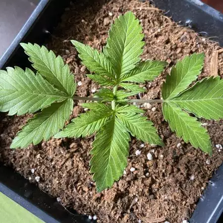 Zkittlez Auto