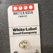 First Grow #1