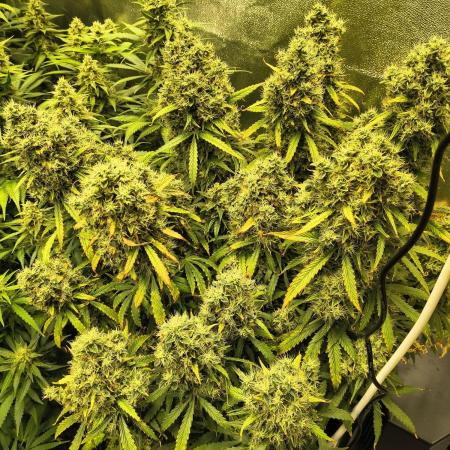 PM Auto