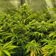 PM Auto