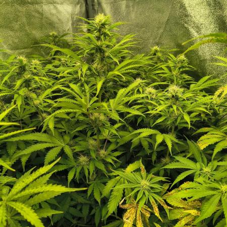 PM Auto