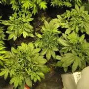 Banana Purple Punch , Gelato