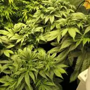Banana Purple Punch , Gelato