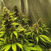 Banana Purple Punch , Gelato