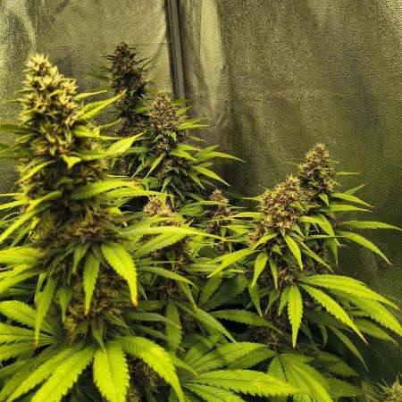Banana Purple Punch , Gelato