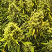 PM Auto