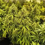 PM Auto