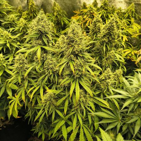PM Auto