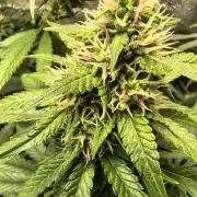 Banana Purple Punch , Gelato