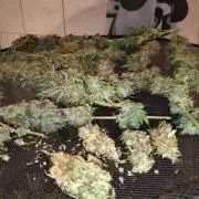 PM Auto