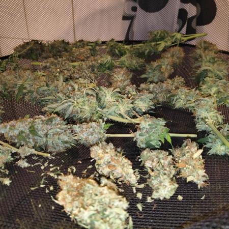 PM Auto