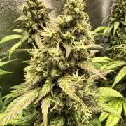 Banana Purple Punch , Gelato