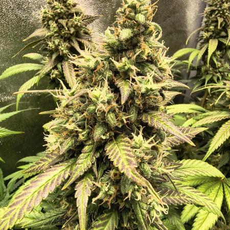 Banana Purple Punch , Gelato