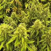 PM Auto