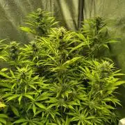 PM Auto